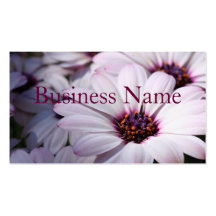 Osteospermum Business Card