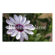 Osteospermum Business Card