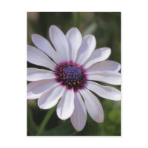 Osteospermum Post Cards