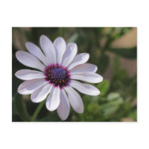 Osteospermum Post Card