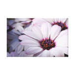 Osteospermum  Wrapped Canvas Stretched Canvas Print