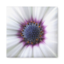 Osteospurmum Magnet by emele1 Osteospurmum Magnet
