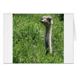 ostrich 1 cards