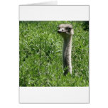 ostrich 1 greeting card
