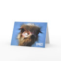 Ostrich Birthday Card