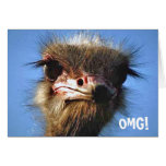 Ostrich Birthday Card