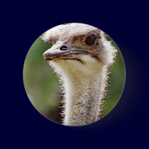 Ostrich! buttons