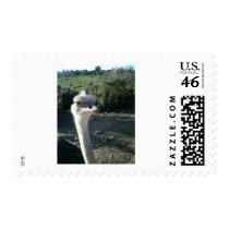 Ostrich By Bernadette Sebastiani postage