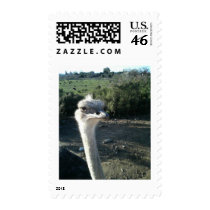 Ostrich By Bernadette Sebastiani postage