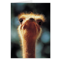 Ostrich Greeting Card