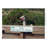 Ostrich