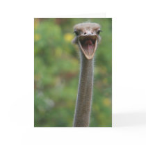Ostrich Card