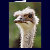 Ostrich! cards