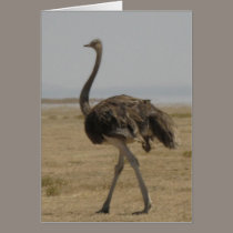 Ostrich cards