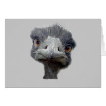 Ostrich Card