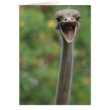 Ostrich Card