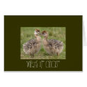 Ostrich CHICKS cards
