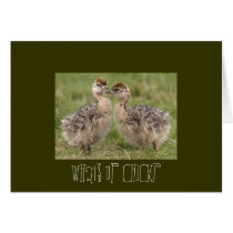 Ostrich CHICKS cards by trish1968 Ostrich CHICKS cards