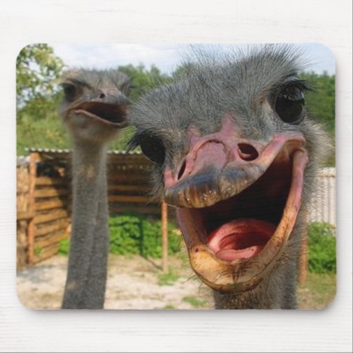 Ostrich Couple Mousepad mousepad