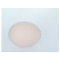 Ostrich egg, Patagonia, Argentina Letterhead