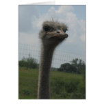 Ostrich Face of "I'm Sorry" Notecard cards