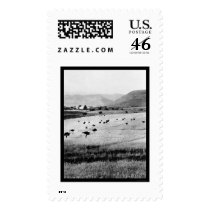 Ostrich Farm in Africa 1912 postage