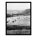 Ostrich Farm in Africa 1912 posters by lc_vintagephotos Ostrich Farm in Africa 1912 posters