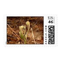 Ostrich Ferns postage