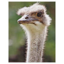 Ostrich! Flyer Design