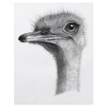 OSTRICH HEAD IN PENCIL: ART: REALISM FLYER DESIGN