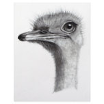 OSTRICH HEAD IN PENCIL: ART: REALISM LETTERHEAD DESIGN