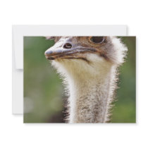 Ostrich! invitations by madmerv Ostrich! invitations