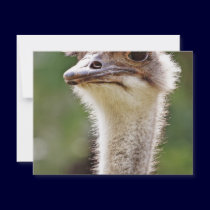 Ostrich! invitations