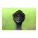 ostrich large poster posters by engagedesign ostrich large poster posters