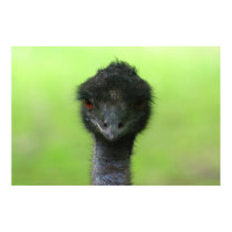 ostrich large poster posters