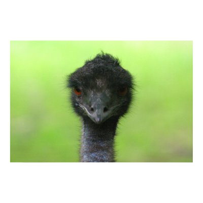 ostrich large poster by engagedesign