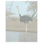 Ostrich Letterhead Design