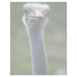Ostrich Customized Letterhead