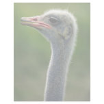 Ostrich Letterhead Template