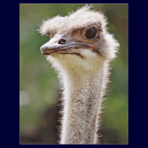 Ostrich! letterhead