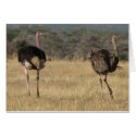 Ostrich male & female cards by spuga2000 Ostrich male & female cards