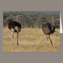 Ostrich male & female cards