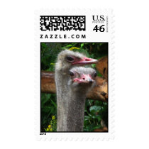 Ostrich Pair Stamps