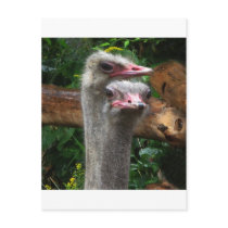 Ostrich Pair Postcards