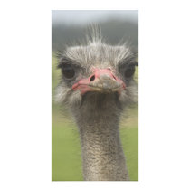 Ostrich Photo card photo cards