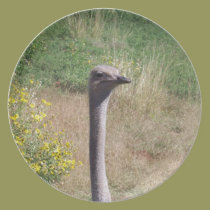 Ostrich plates