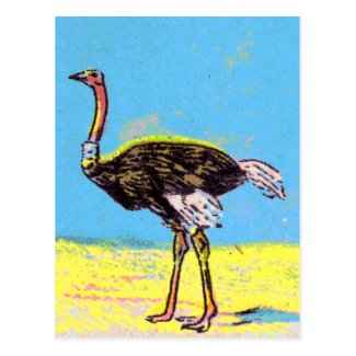 Ostrich Post Card
