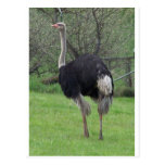 Ostrich Post Card