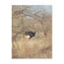 Ostrich Post Card, African Safari Collection