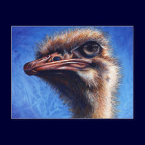 Ostrich Post Card postcards